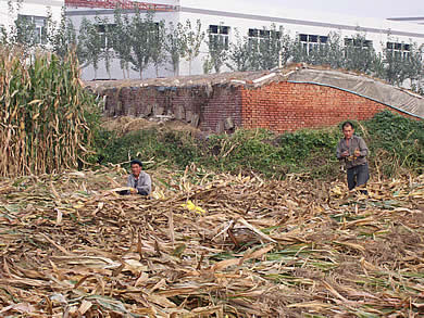Farmers working in a cornfield